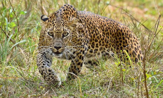 श्रीलंका: इनसान-तेन्दुए की दुश्मनी, बीमा से समाधान